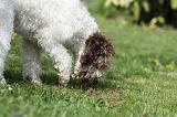 LAGOTTO CAVAGE 003